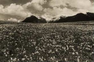 Frühling im Hochgebirge. Wiese mit Schlüsselblumen. Im Hintergrund Gebirgskette