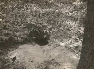 Rotfuchs (Vulpes vulpes L.), Einfahrt in den Bau