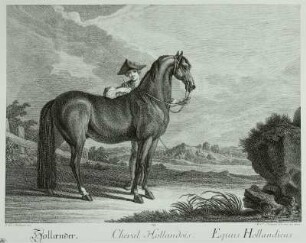 Holländer : Pferd, Stich, 18. Jh.