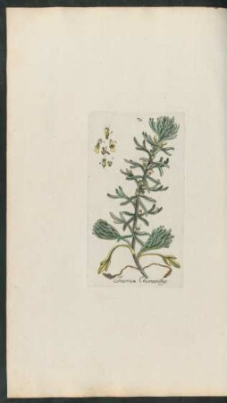 74. Teucrium Chamaepithys