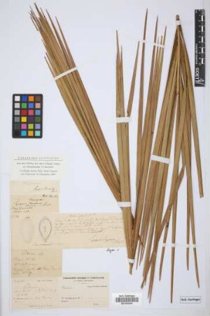 Syagrus chiragua (H.Karst.) H.Wendl.