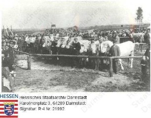 Pfungstadt, 1925 / Zuchtviehmarkt / Gruppenaufnahme Rinder und Menschen