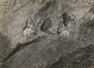 Olivbrauner Höhlenspanner (Höhlenspanner, Triphosa dubitata L.), überwinternde Falter