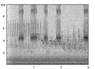 Feldgrille | Gryllus campestris - Stridulation