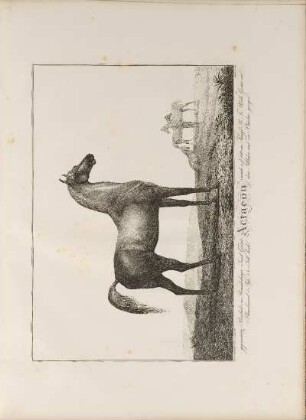 Illustration: Actaeon. gegenwärtig Beschäler im Brandenburger Land Gestüt, ...