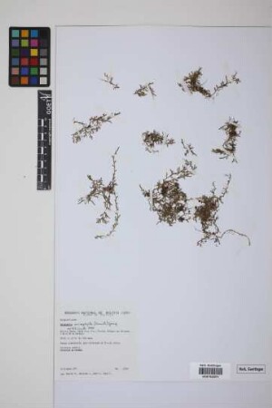 Selaginella microphylla (Kunth) Spring