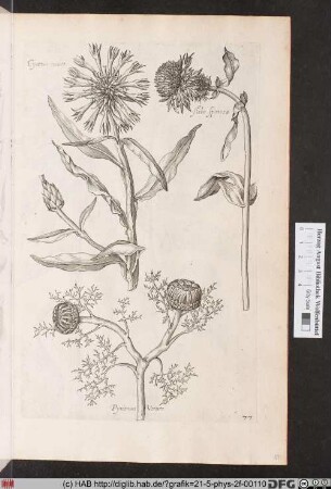 [Kornblume und andere Korbblütler]