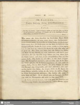 VIII. Kapitel. Fünfte Gattung. Solen. (Scheidenmuschel)