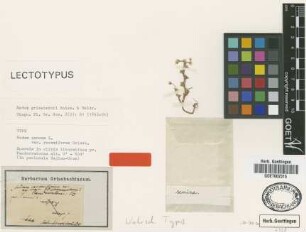 Sedum annuum L. var. Griseb. racemiferum[lectotype]