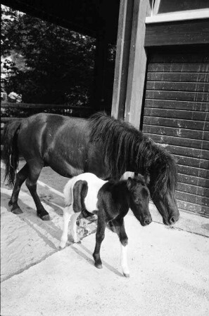 Nachwuchs bei den Ponies im Karlsruher Zoo.