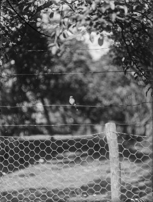 Vogel : Vogel auf einem Zaun sitzend.