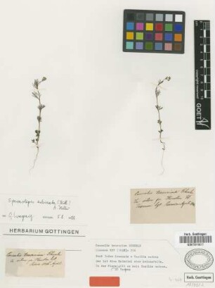 Caucalis tenerrima Scheele [type]