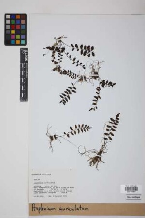 Asplenium auriculatum Sw.
