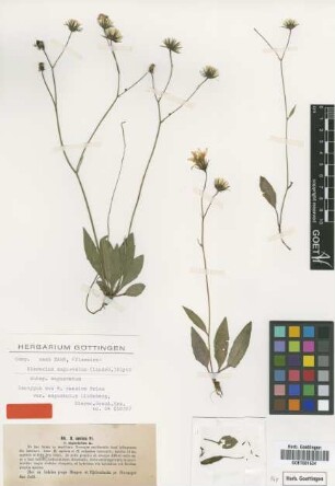 Hieracium caesium Fr. var. Lindeb. angustatum[isotype]