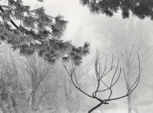 Blick in den winterlichen Wald