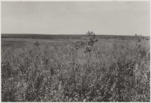 Landschaft 45,43 km westlich von Nioaque