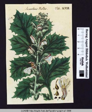 Acanthus Mollis.