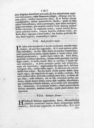 VIII. Galeopis florens