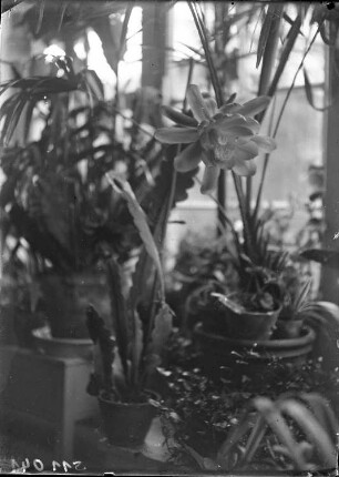 Kattowitz, Friedensstraße 2. Wohnung der Familie Knochenhauer. Pflanzenfenster im Wintergarten(?), im Vordergrund Blattkaktus (Epiphyllum), blühend