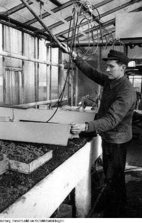 Dresden, Kaditz. Gärtnerische Produktionsgenossenschaft (GPG) Gartenbau Kaditz, Arbeit in den Gewächshäusern, 1959