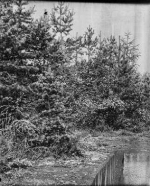Kiefer, Lärche, Birke und Aspe : Kiefer (Pinus sylvestris Linnaeus), Lärche (Larix decidua Miller), Birke (Betula pendula Roth) und Aspe (Populus tremula Linnaeus) wachsen im Steinbruch auf dem Rochlitzer Berg, entstanden durch Anflug.