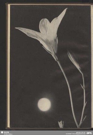 Glockenblume