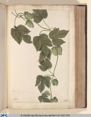 Humulus lupulus(foemina).