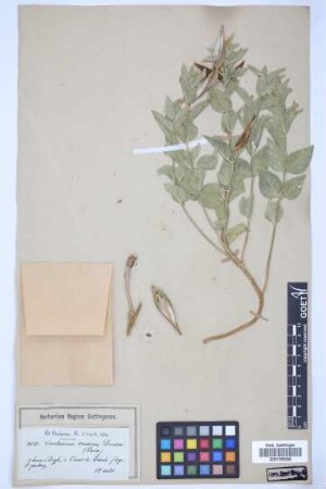 Vincetoxicum canescens canescens (Willd.) K. Schum.