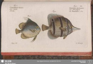 202. Fig. 1. Chaetodon Rostratus. Fig. 2. Chaetodon Orbis