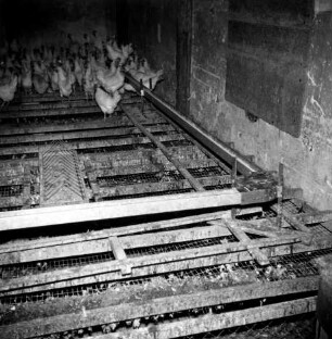 Gitterrost im Hühnerstall