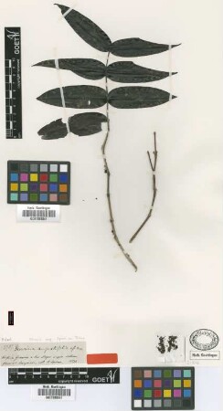 Mouriri angustifolia Spruce ex Triana [isolectotype]