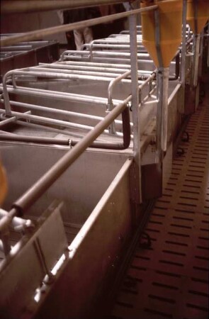 Fotografie: Haltungssystem, Ferkelaufzucht, Abferkelbucht, Trockenfütterungsanlage
