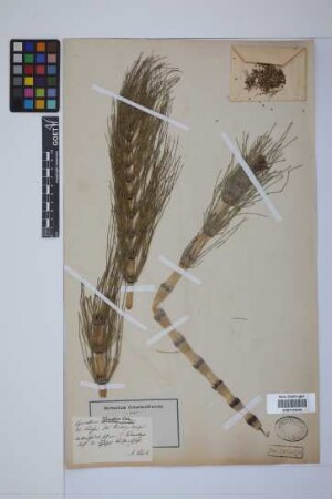Equisetum telmateia telmateia Ehrh.