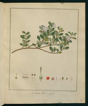 21r, Arbutus Uva urfi