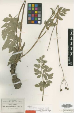 Deanea pringlei Rose [isotype]
