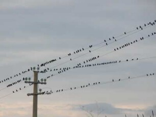 Zugvögel sammeln sich an der Südküste