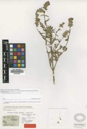 Stachys patula Griseb. [type]
