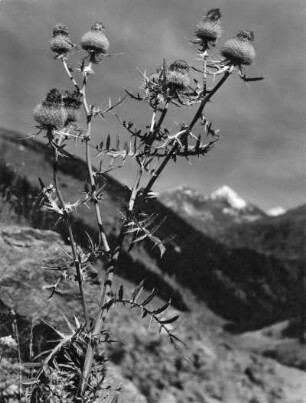 Wollkopf-Kratzdistel (Cirsium eriophorum), Pflanzenart der Gattung Kratzdisteln (Cirsium) in der Familie der Korbblütler (Asteraceae)