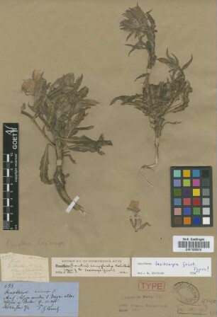 Oenothera lasiocarpa Griseb.