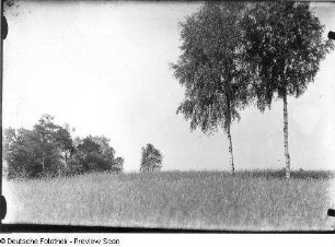 Wiese mit Birken
