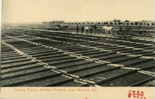 Hanford. Drying Prunes, Kimble Orchard, near Hanford, Cal.