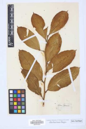 Cedro