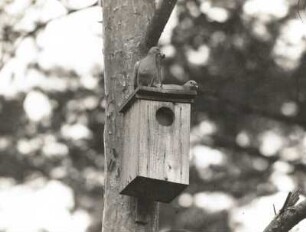 Hohltaube (Columba oenas L.). Männchen und Weibchen auf dem Nistkasten