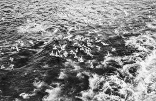 Möwen im Kielwasser (HSDG-Spitzbergenfahrt der Monte Cervantes Leonhardt 1928)
