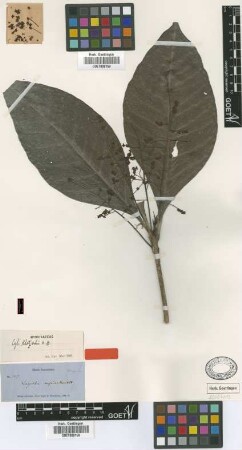 Cybianthus klotzschii Mez [syntype]