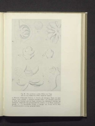 Die weiblichen sterilen Blüten der Feige wie sie von Gasparrini (1848) abgebildet wurden.