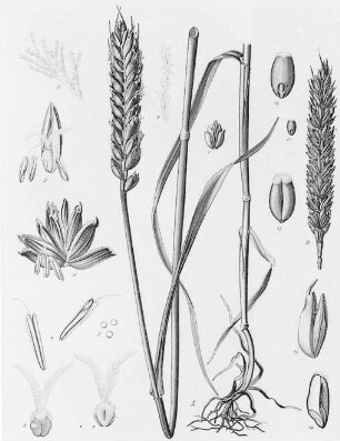 Weizen (Triticum vulgare), Habitusbild mit Analyse