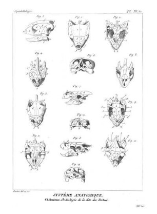 Pl. XL. bis. Systême Anatomique. Chéloniens. Ostéologie de la tête des Tortues