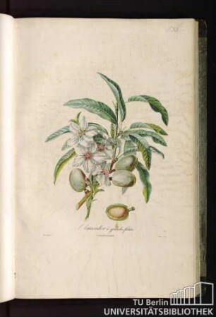 Pl. XII. Amandier à grandes fleurs.