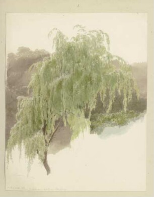 Trauerweide im Garten des Künstlers am Kettenhofweg bei Frankfurt am Main